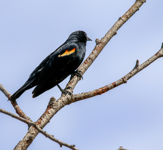 Red-Winged Blackbird Saskatchewan