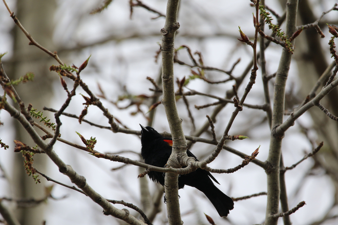 Red-Winged Blackbird Saskatchewan
