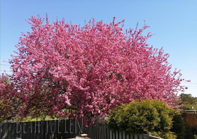 Crabapple blossoms in May Oshawa, Ontario