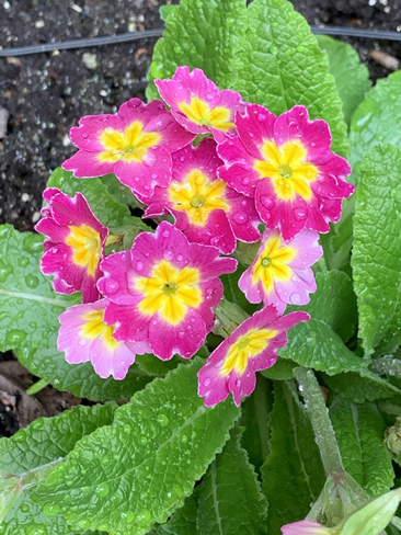 Fleurs du printemps La Cité-Limoilou, Québec, QC