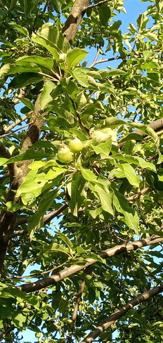 Apples coming Pointe-Claire, QC