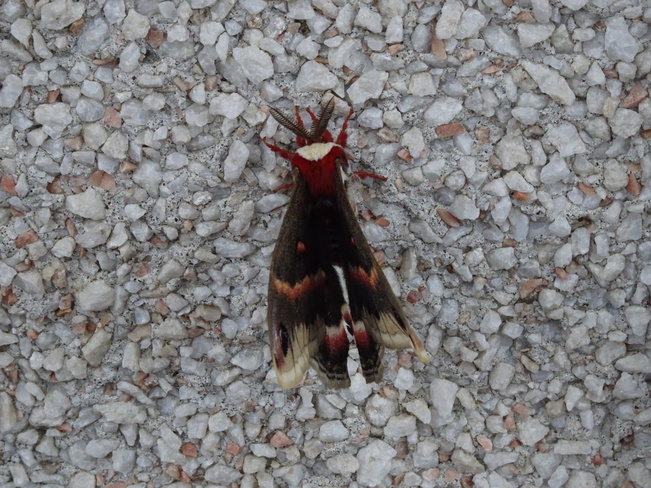 Cecropia Silk Moth Sudbury, ON