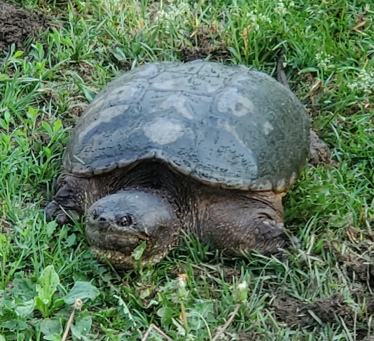 mamma turtle Brampton, ON