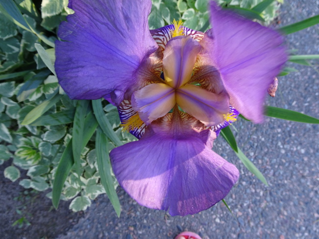 Purple Bearded Iris Sudbury, ON
