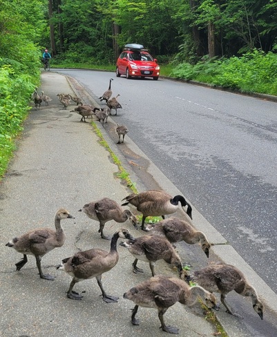 Traffic Stoppers Stanley Park, BC