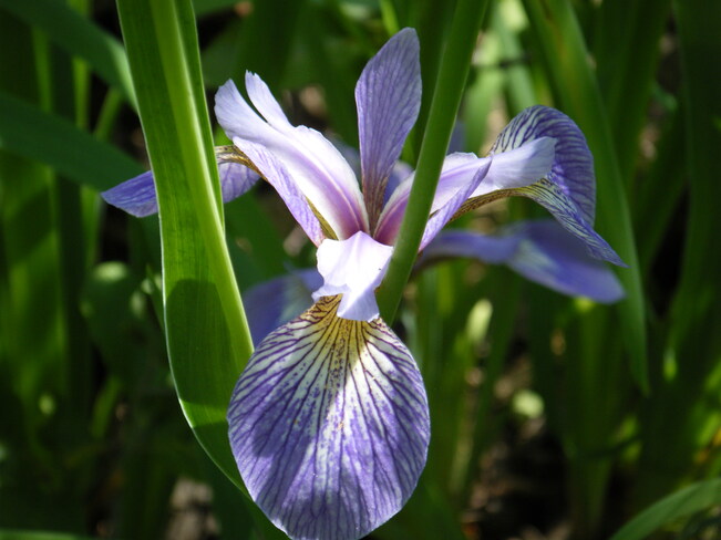 Iris in bloom Amherst, NS