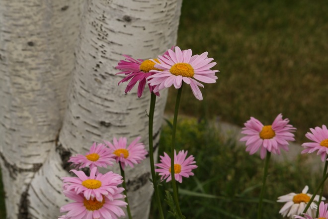 Flowers of Summer Saskatchewan Kindersley, SK