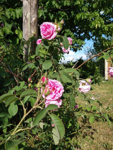roses rustiques Saint-Joseph-du-Lac, QC