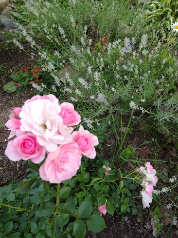 paisibles roses Saint-Joseph-du-Lac, QC