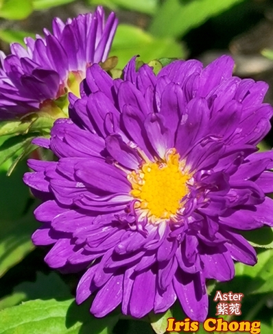 June 20 2021 26C Gorgeous purple Asters embrace the sun! Thornhill Thornhill, ON