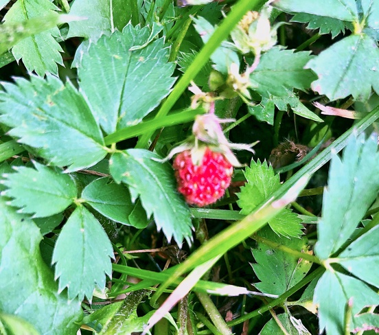 Wild strawberries Cornwall, ON