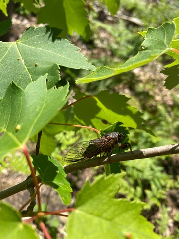 Cicada..... Sudbury, ON