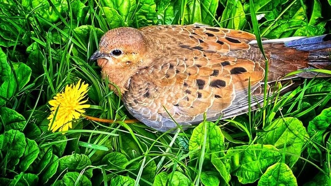 Bird in the grass Peterborough, ON