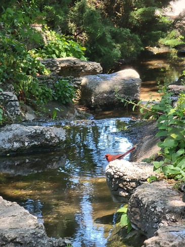 A cardinal just resting at Rockway Gardens. Kitchener, ON