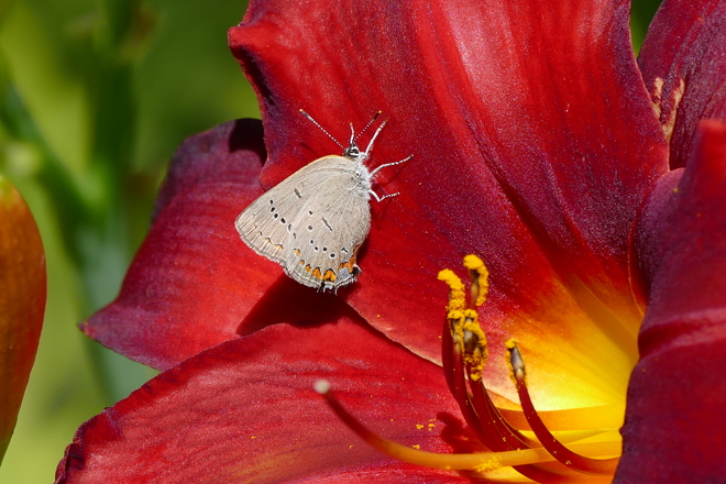 Red velvet daylily with butterfly Dufferin County, ON