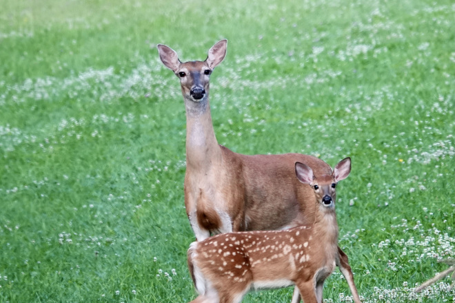 Doe with Fawn Delaware ON