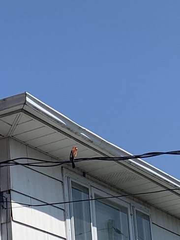 Cardinal enjoying the sun Etobicoke, Ontario, CA