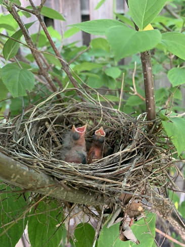 Baby Cardinals Oakville, Ontario, CA