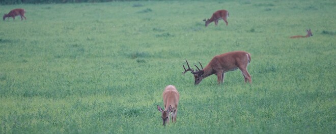 Big Whitetail Bucks grazing in the lush Alfalfa! West Whitby, Ont along Halls Rd.