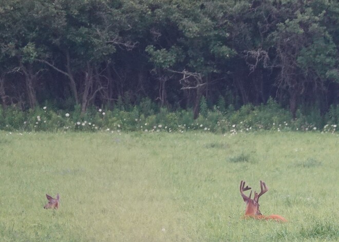 Big Whitetail Bucks grazing in the lush Alfalfa! West Whitby, Ont along Halls Rd.