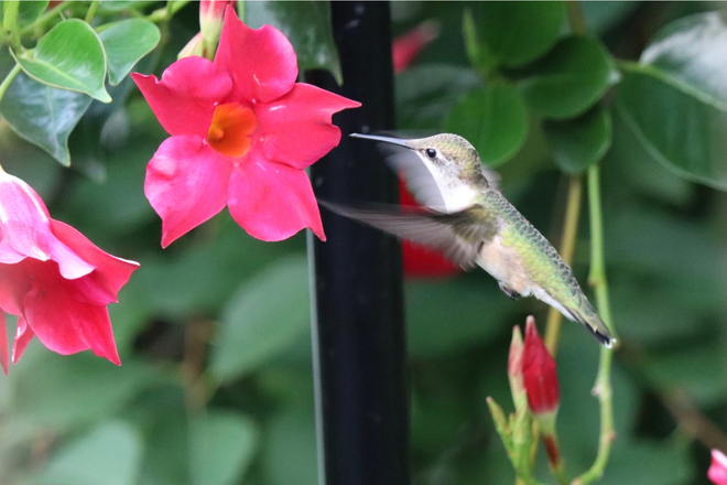 Petite femelle colibri Saint-Constant, QC