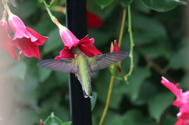 Petite femelle colibri Saint-Constant, QC