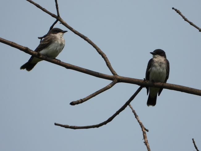 Pair of Kingbirds Kingston, Ontario, CA