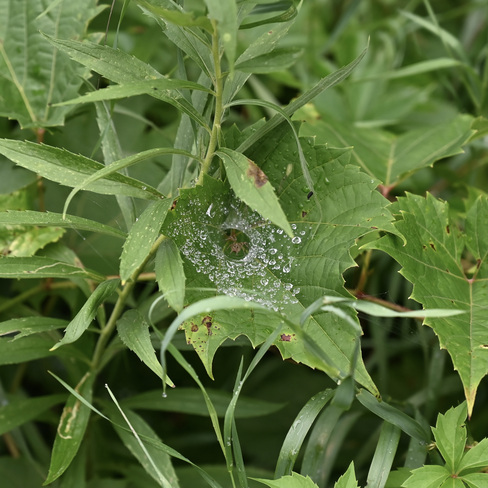 Araignée démasquée par pluie Gatineau, QC