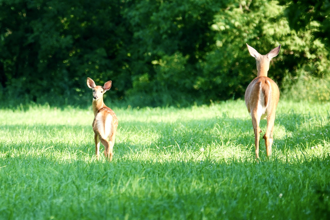 Deer parenting Delaware, ON