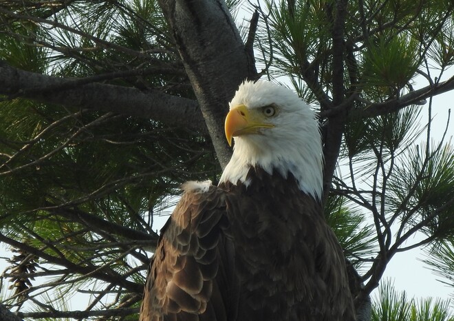 Majestic Bald Eagles Devil Lake, South Frontenac, ON