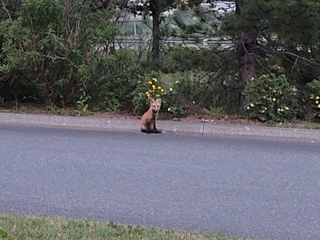 Fox Standing during Muggy Evening Sydney, NS