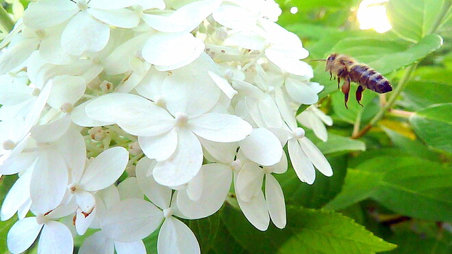 Bee to the Blossom Toronto, ON