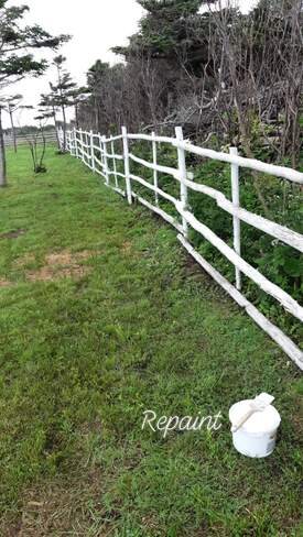 Painting fence on the farm Mainland, NL