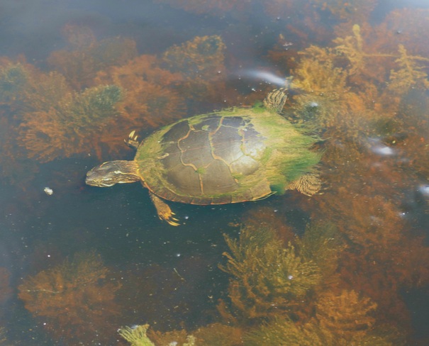 Swimming in the Bog. Ottawa, ON