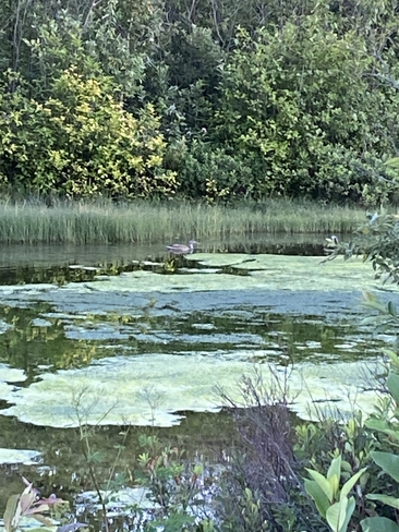 Un canard et son étang La Baie, Québec, CA