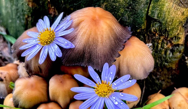 Mushrooms and wild flowers Peterborough, ON