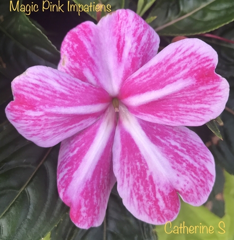 Magic Pink New Guinea Impatiens Toronto, Ontario, CA