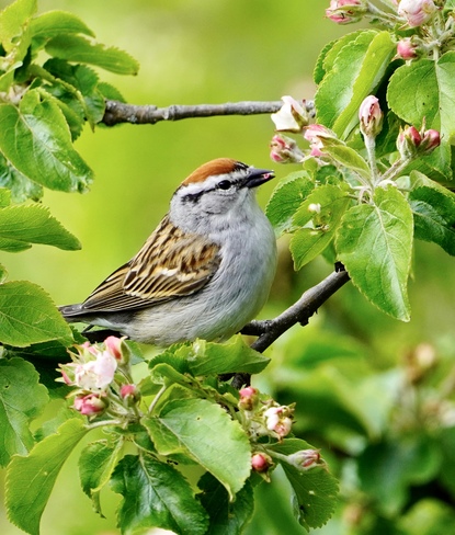 Chipping Sparrow Saint John, NB