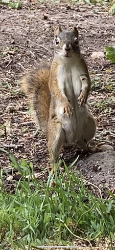 Squirrel Sherwood Place, Alberta, CA