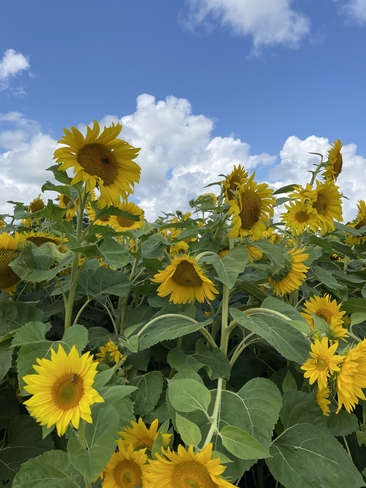 Sunday Sunflowers Londesborough, Ontario, CA