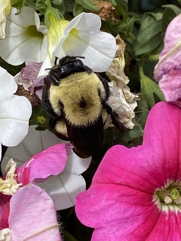 Bee on flowers Winnipeg, Manitoba | R3X 1T8