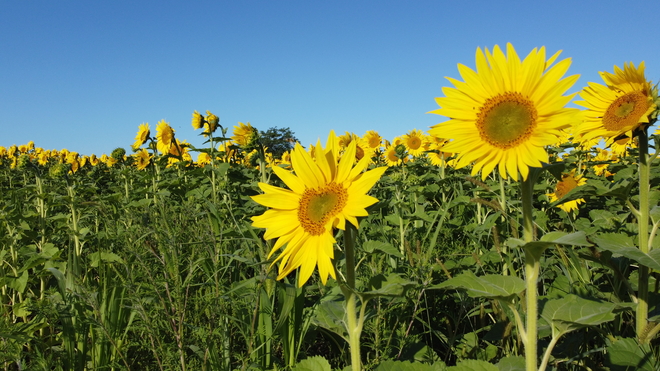 Sunflower L'Orignal, Ontario | K0B 1K0