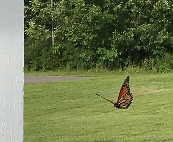 Monarch butterfly Coldbrook, NS