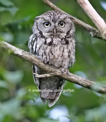 Adult Screech Owl Ottawa, ON