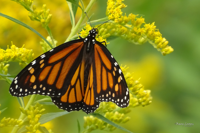 Monarch butterflies in the goldenrod field. Sarnia, ON