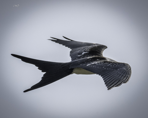 Swallow Tailed Kite Aylmer, ON