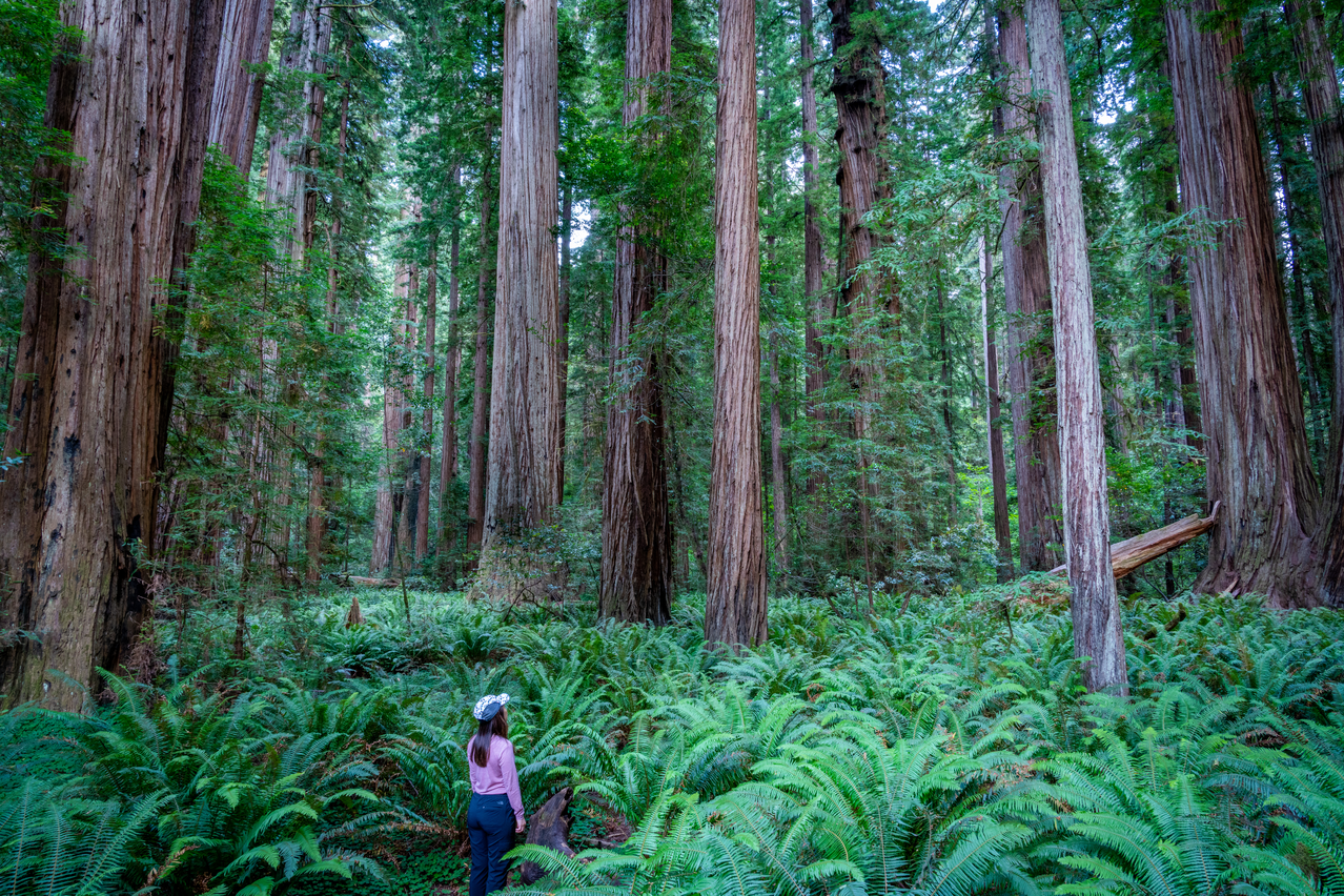 Redwoods National and State Park