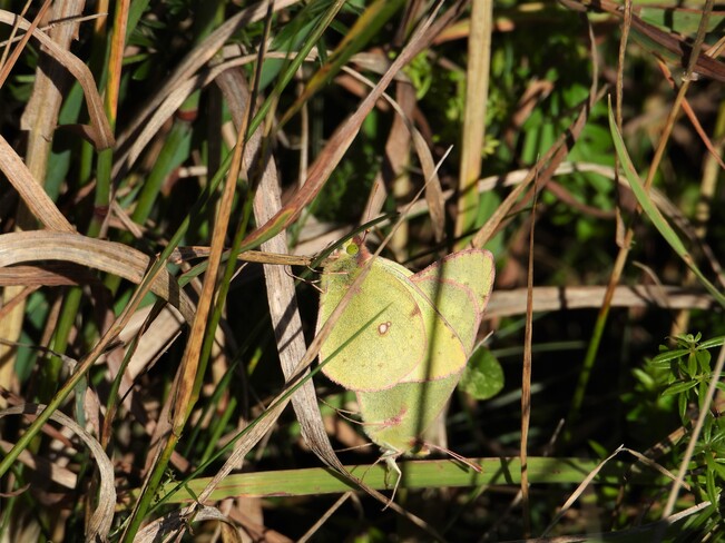 Accouplement d'un papillon jaune Matane, QC