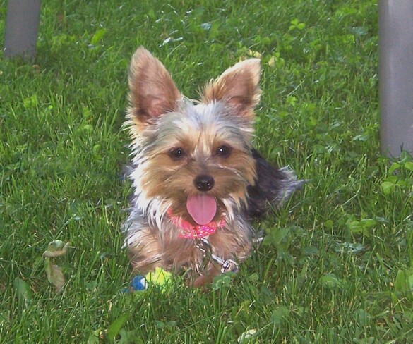 Our Yorkie, her tennis ball & a strange critter! Malone, ON