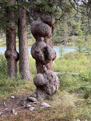 Banff - a tree with bunions? Banff, Alberta, CA